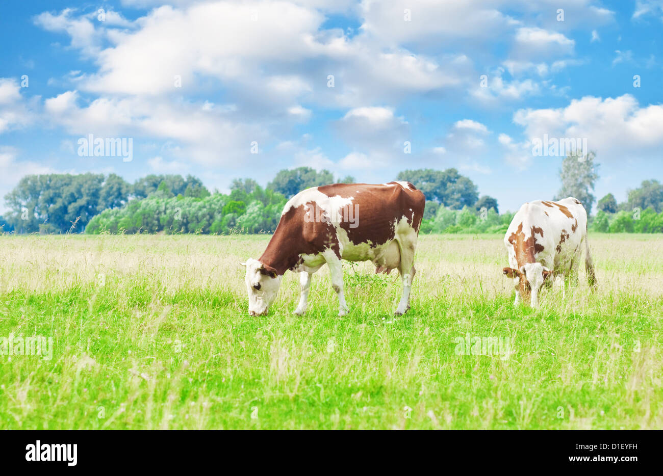 Cows grazing on meadow under blue cloudy sky Stock Photo