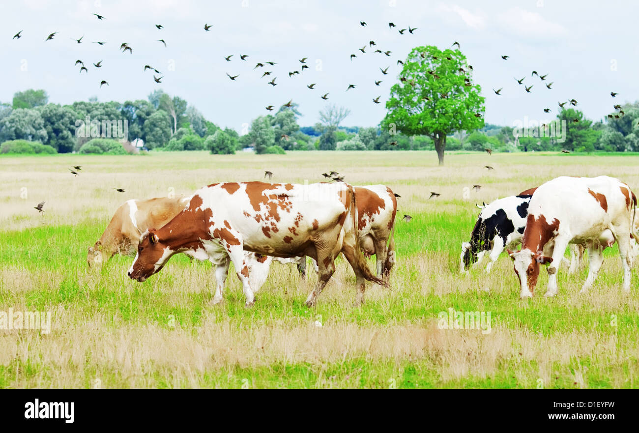 Cows grazing on meadow under blue cloudy sky Stock Photo - Alamy
