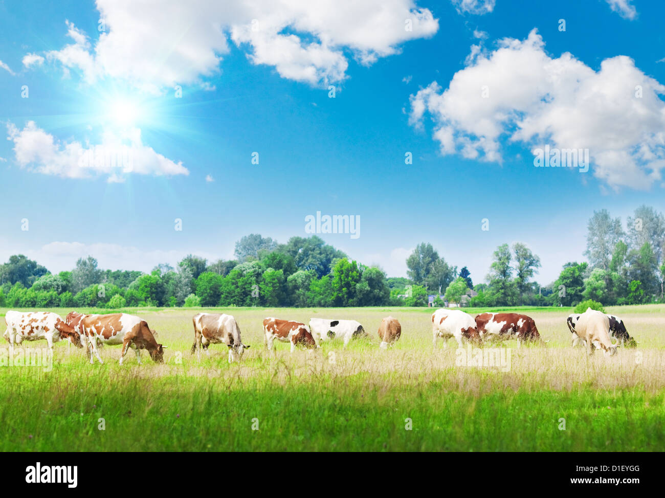 Cows grazing on meadow under blue cloudy sky Stock Photo - Alamy
