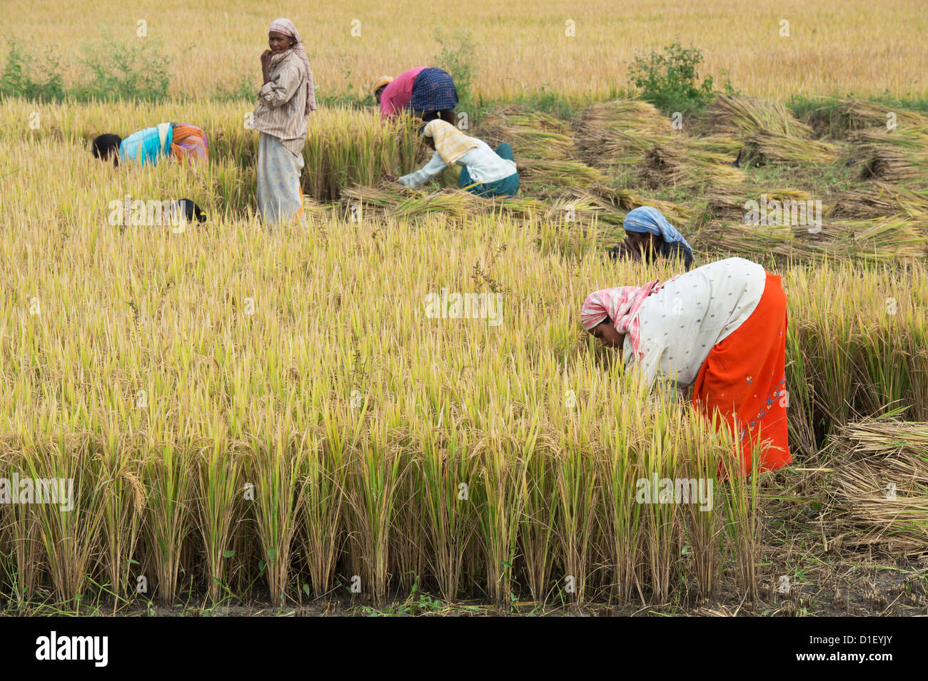 Harvesting rice by hand hires stock photography and images Alamy