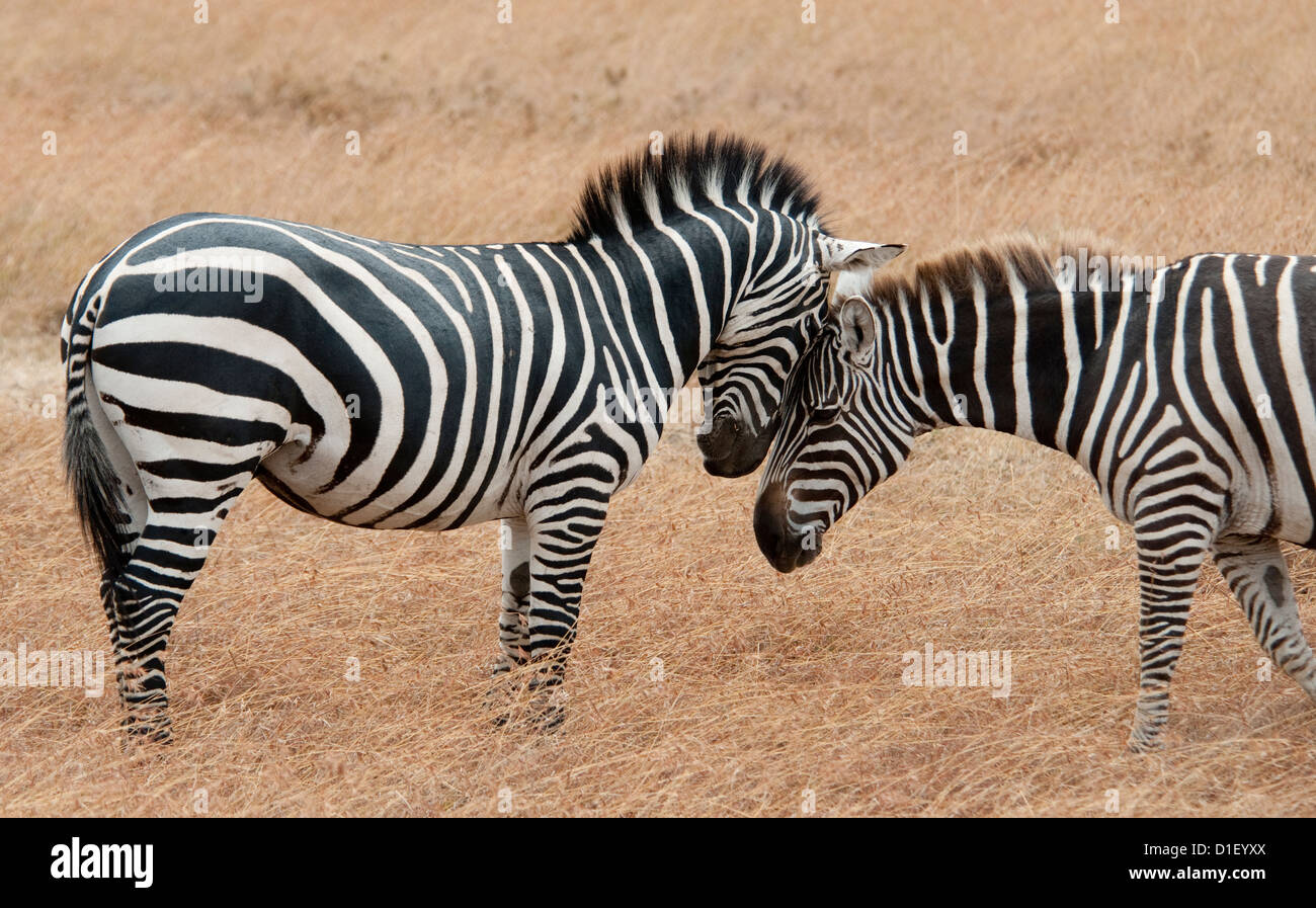 Two Burchell's zebras together, touching heads Stock Photo