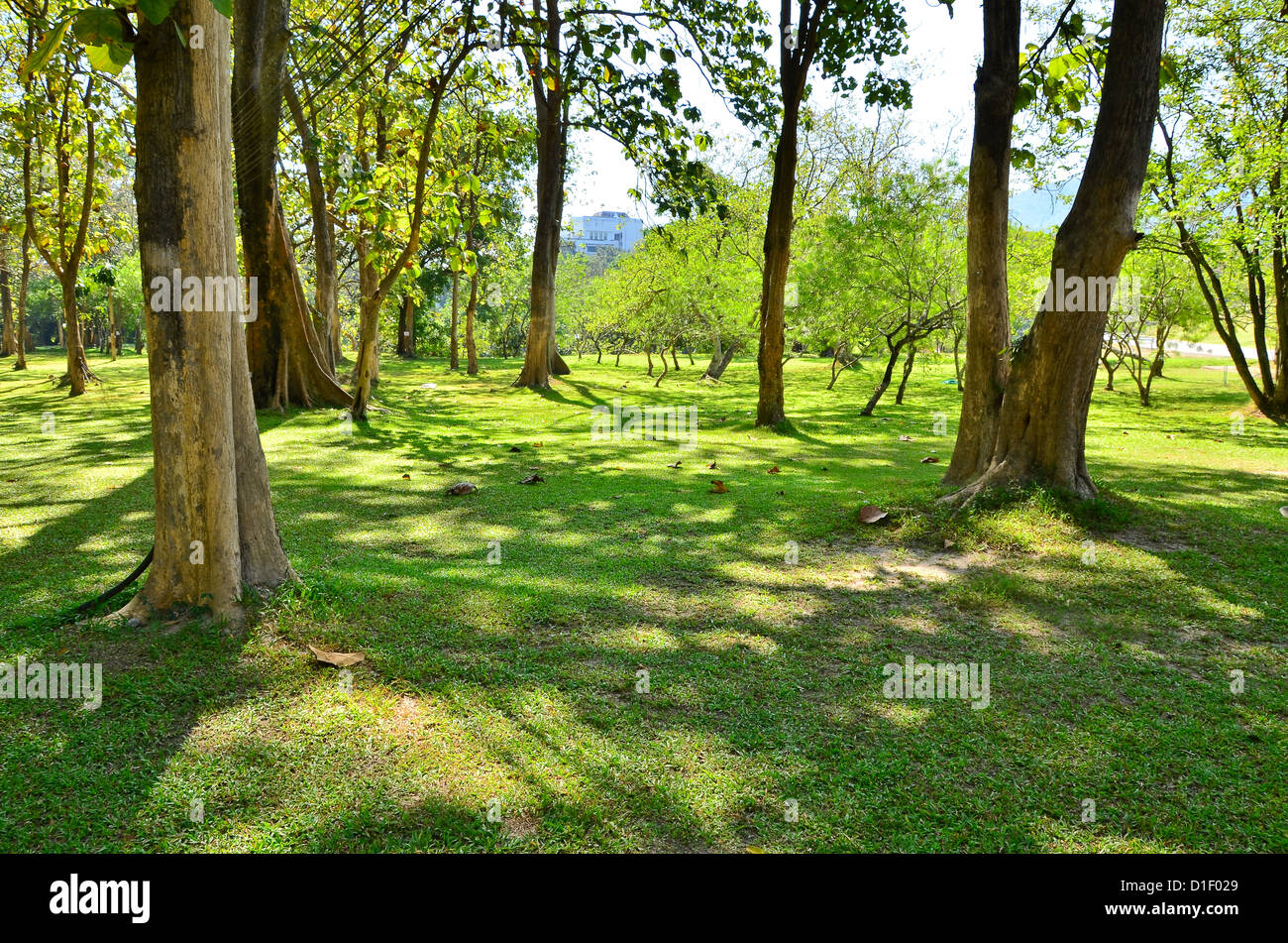 Green lawn in city park Stock Photo - Alamy