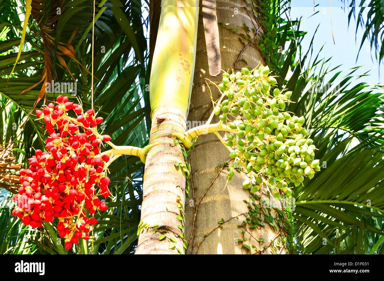 Palm kernel. Stock Photo