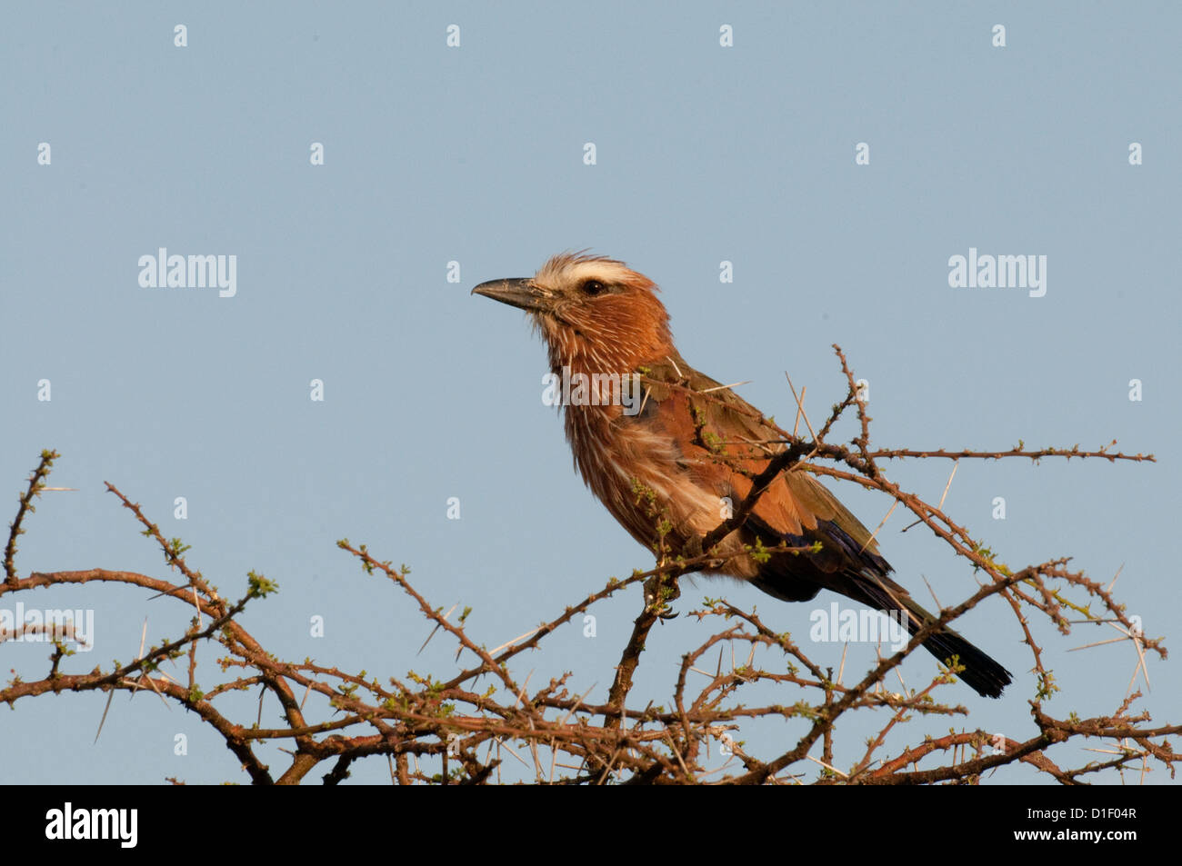 Rufous-crowned Roller perched on limb Stock Photo