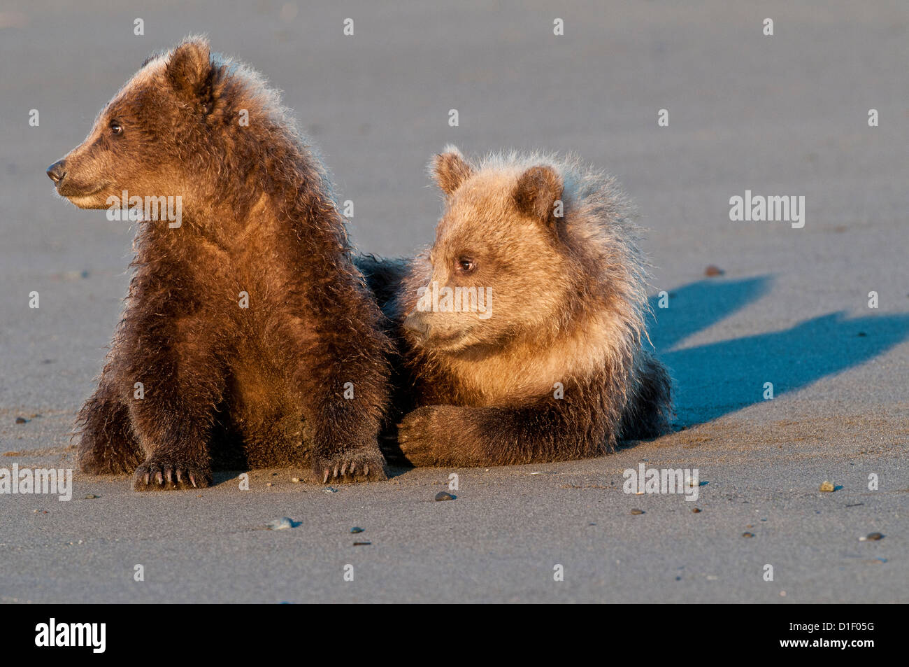 Brown bear cubs on beach; Lake Clark National Park, AK Stock Photo