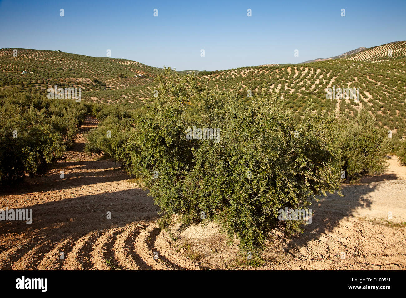 Olive trees Priego de Cordoba Sierra Subbetica Andalusia Spain Stock