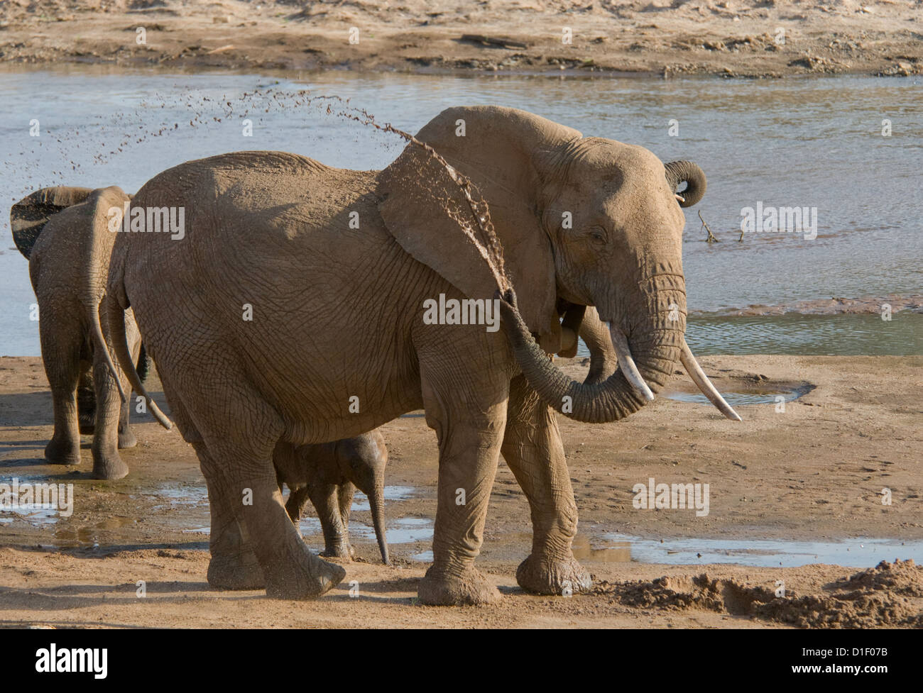 Elephants with baby by shoreline of Uaso Nyiro River-Adult squirting water Stock Photo