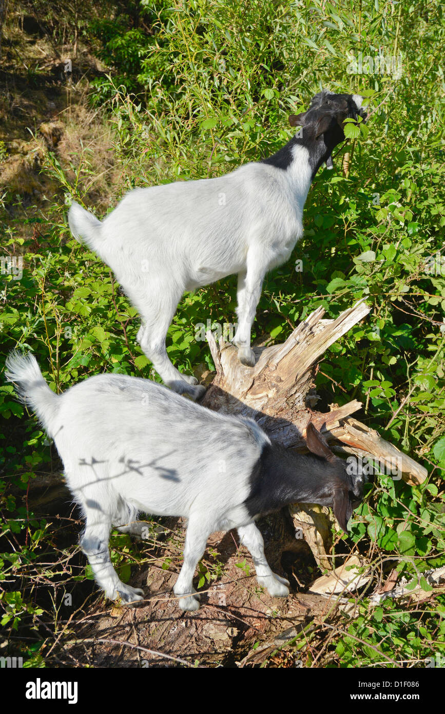 Goats eating blackberry brambles Stock Photo
