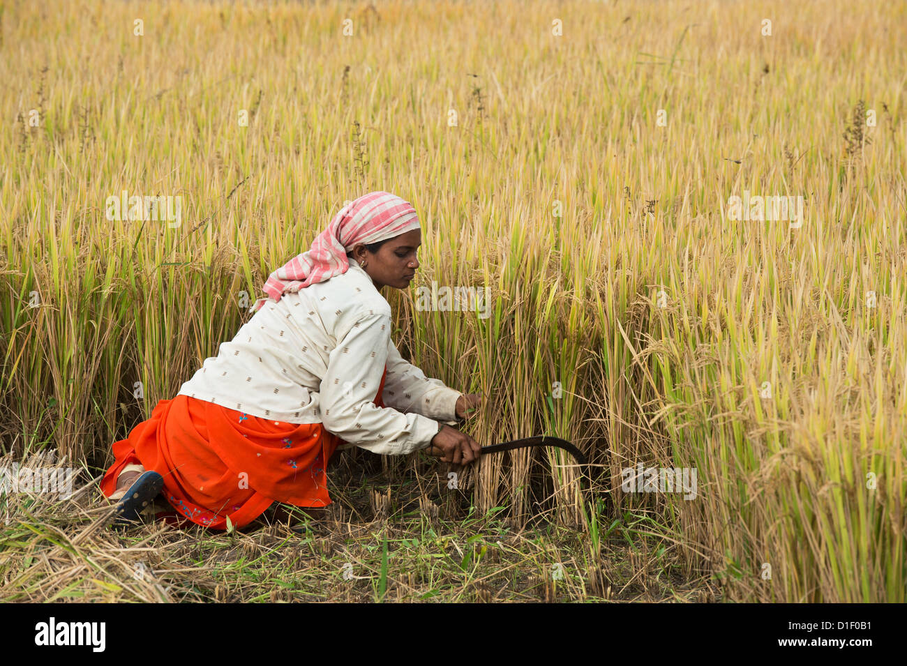 Sickle harvesting hires stock photography and images Alamy
