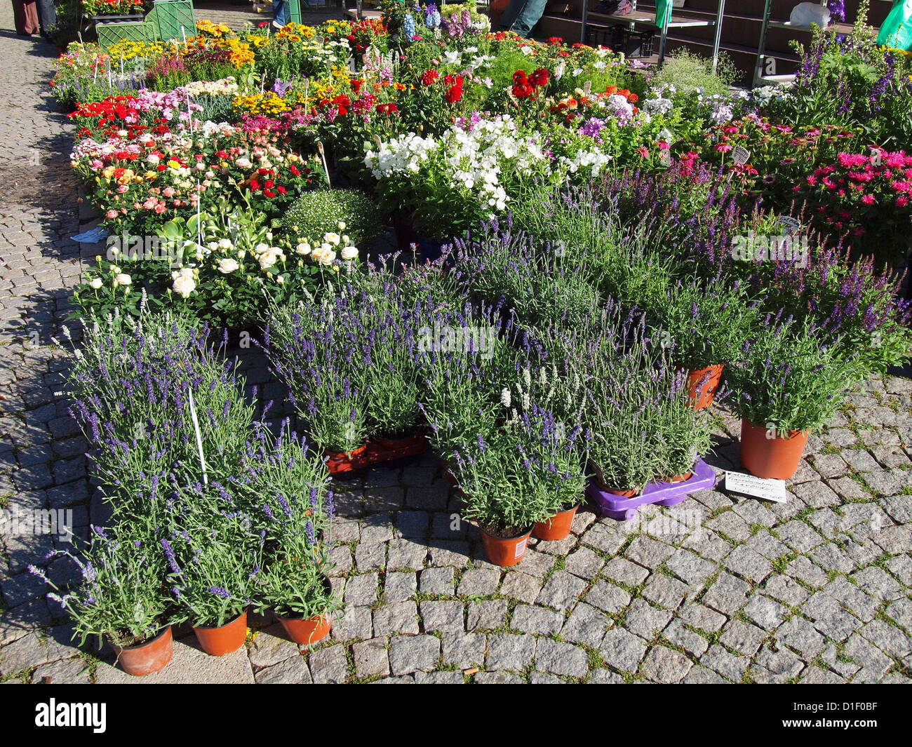 Flowers useful as a colourful natural background Stock Photo - Alamy