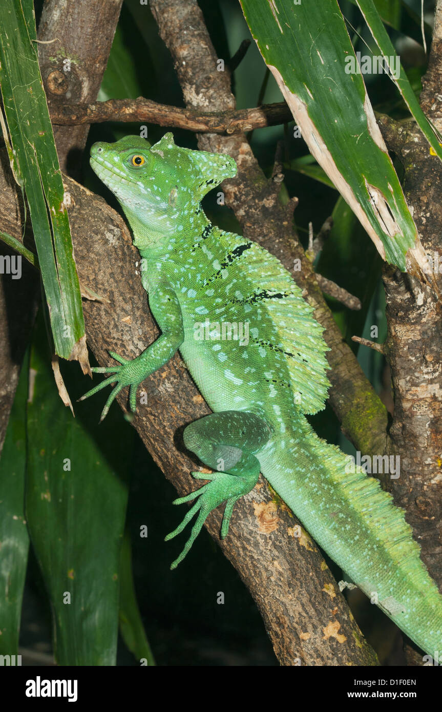 Basiliscus Plumifrons Costa High Resolution Stock Photography and