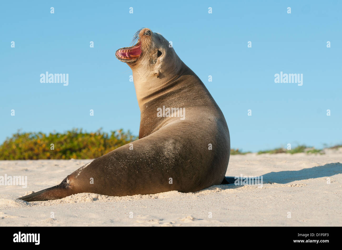 Galapagos Sea Lion (Zalophus wollebaeki) , San Cristobal Island, Galapagos, Ecuador Stock Photo
