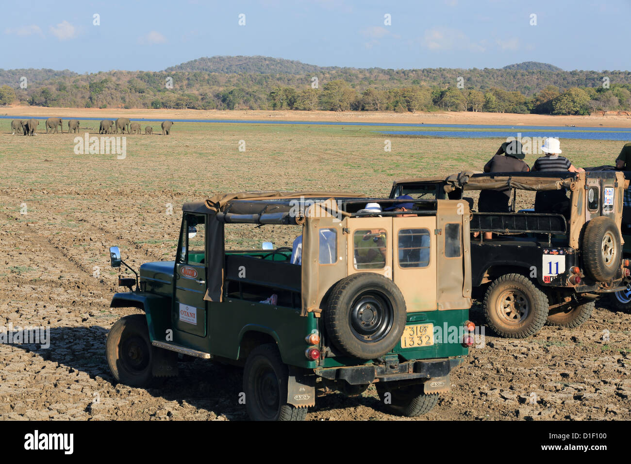 Jeeps on safari in a dry Minneriya National Park, Sri Lanka. Stock Photo