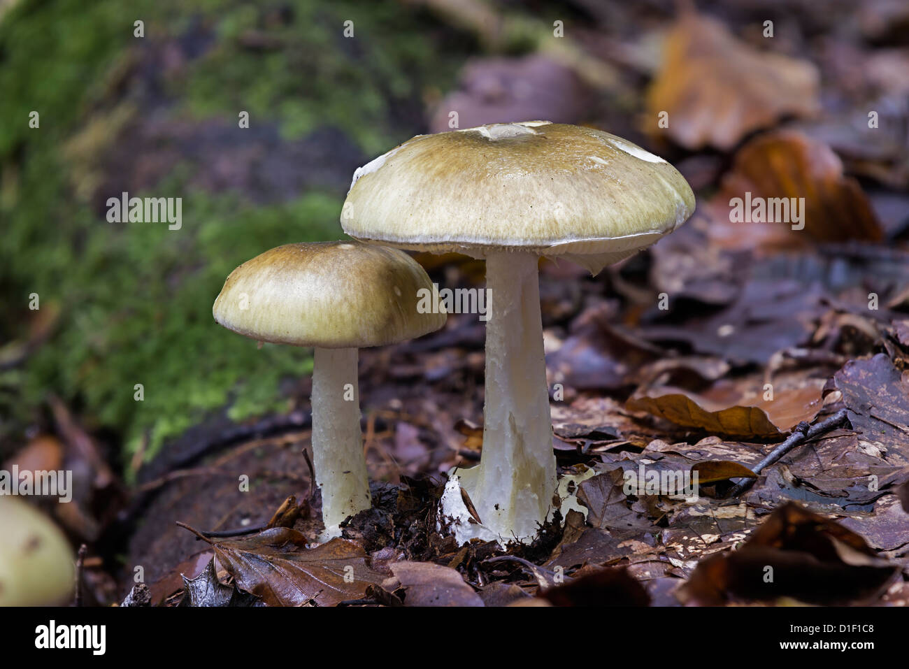 Amanita phalloides death cap toadstool beech wood Stock Photo