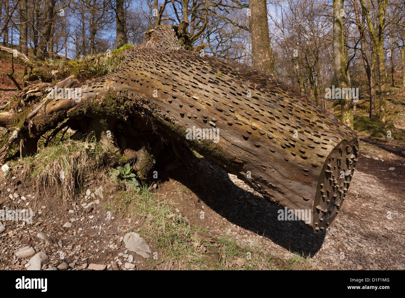Money tree - old fallen tree trunk covered in coins which have been hammered in for Good Luck, Elterwater, Cumbria, England, UK Stock Photo