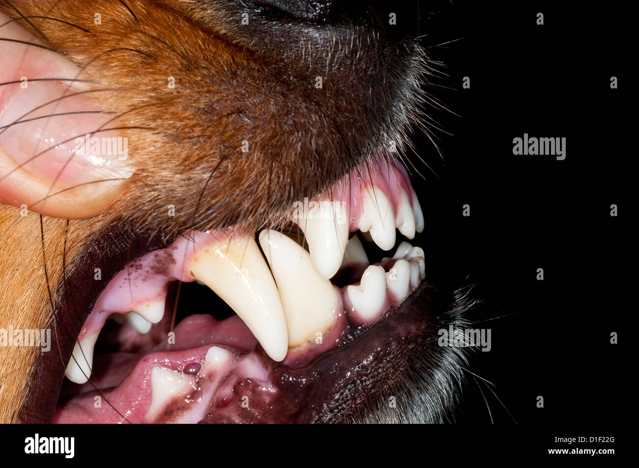 dog teeth Stock Photo Alamy