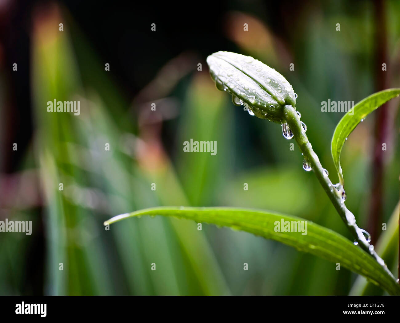 A young tulip after rain Stock Photo - Alamy