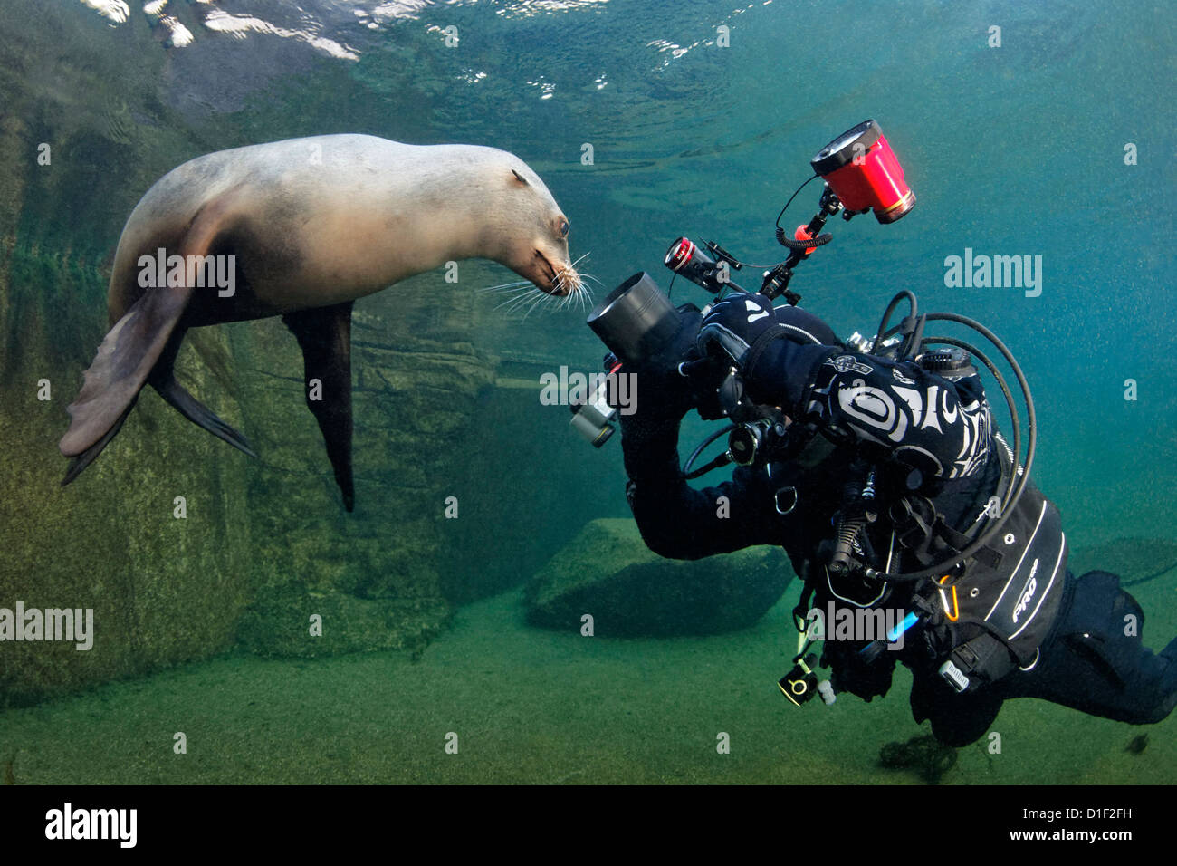 Diver with California sea lion (Zalophus californianus), Karlsruhe Zoo, Germany, underwater shot Stock Photo