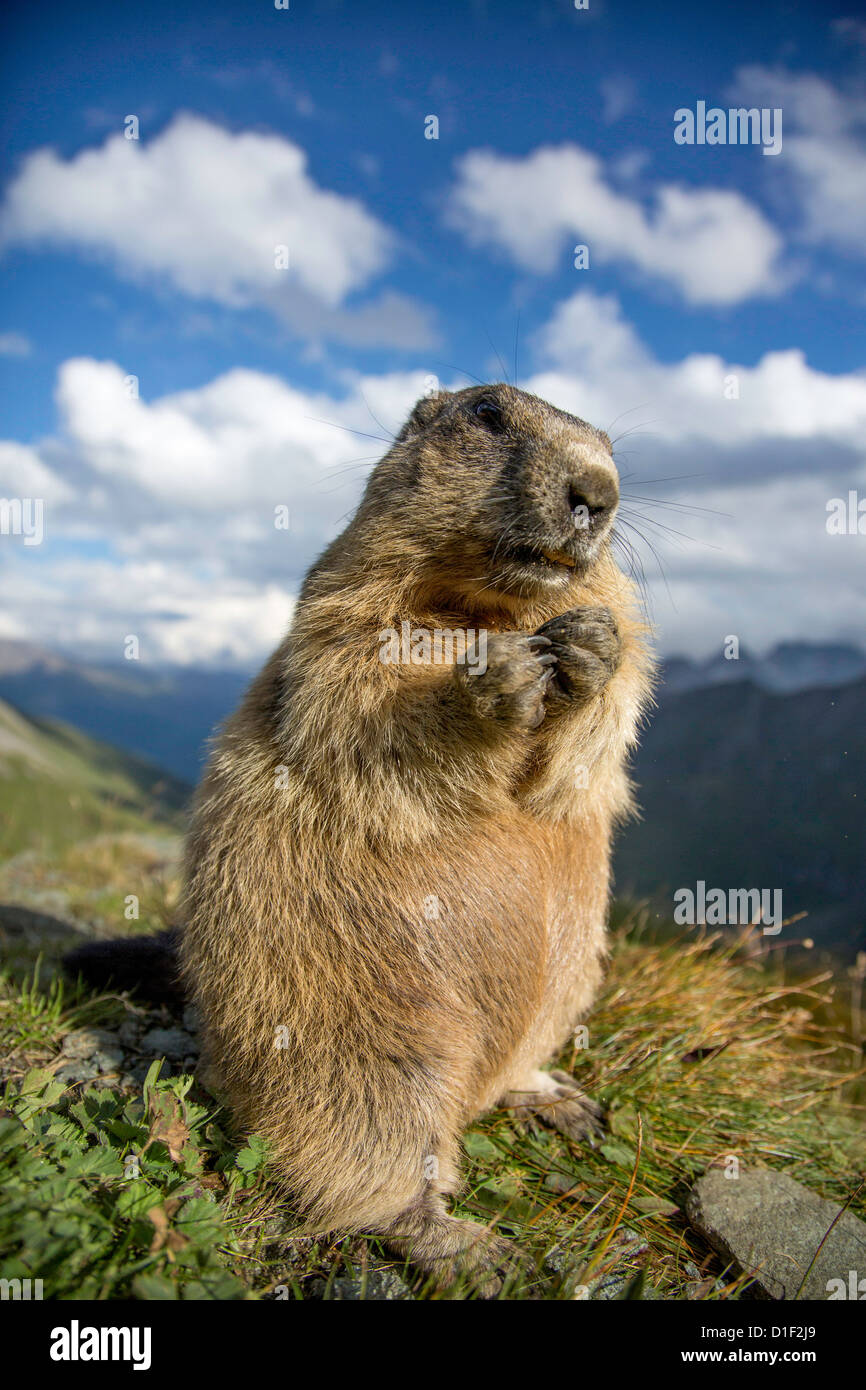 Alpine marmot (Marmota marmota) Stock Photo