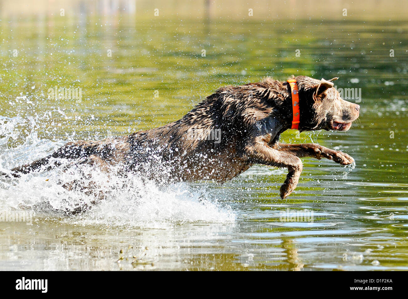Labrador Retriever jumping in a lake Stock Photo Alamy