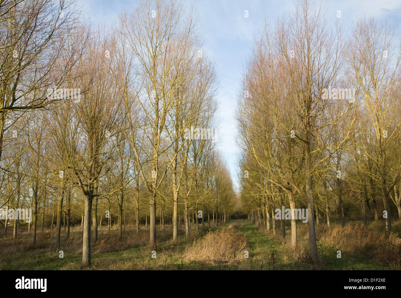 Salix alba Caerulea cricketbat willow tree plantation Campsea Ashe