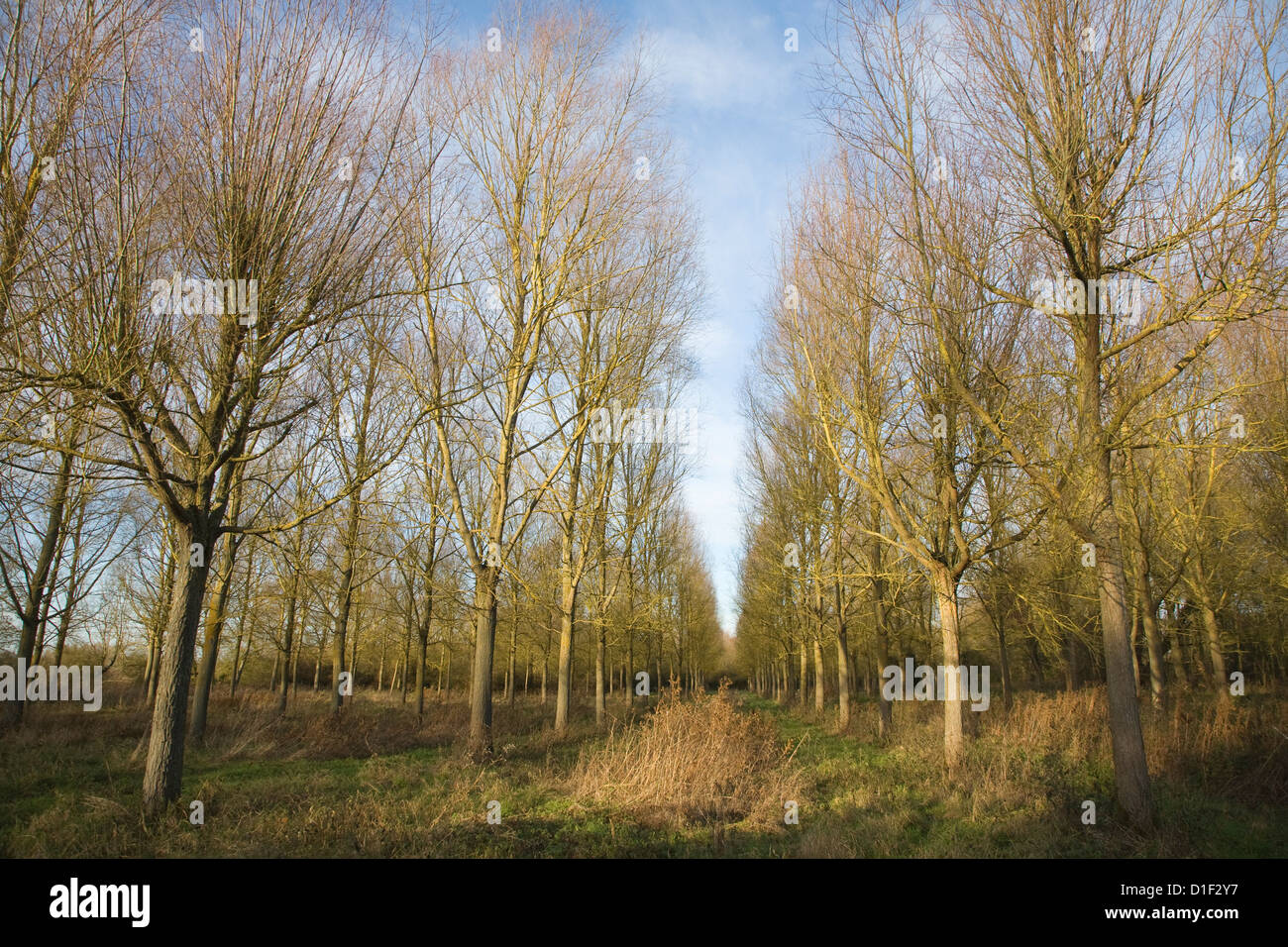 Salix alba Caerulea cricketbat willow tree plantation Campsea Ashe