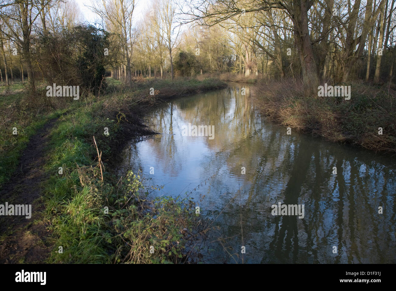 River Deben meandering through Salix alba Caerulea cricketbat willow