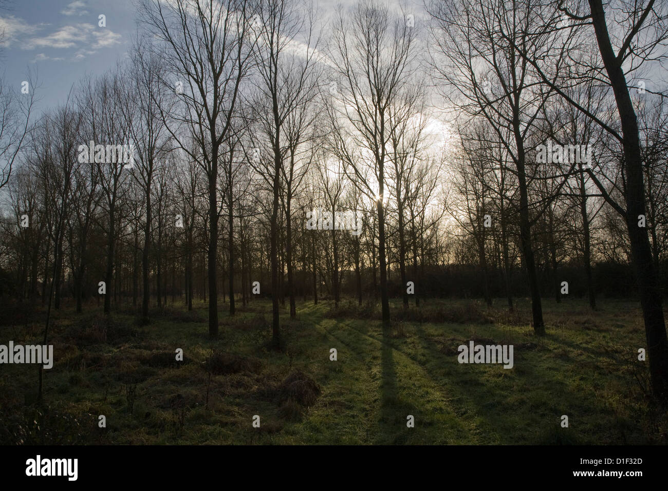 Salix alba Caerulea cricketbat willow tree plantation Campsea Ashe