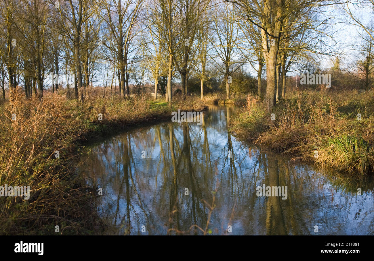 River Deben meandering through Salix alba Caerulea cricketbat willow