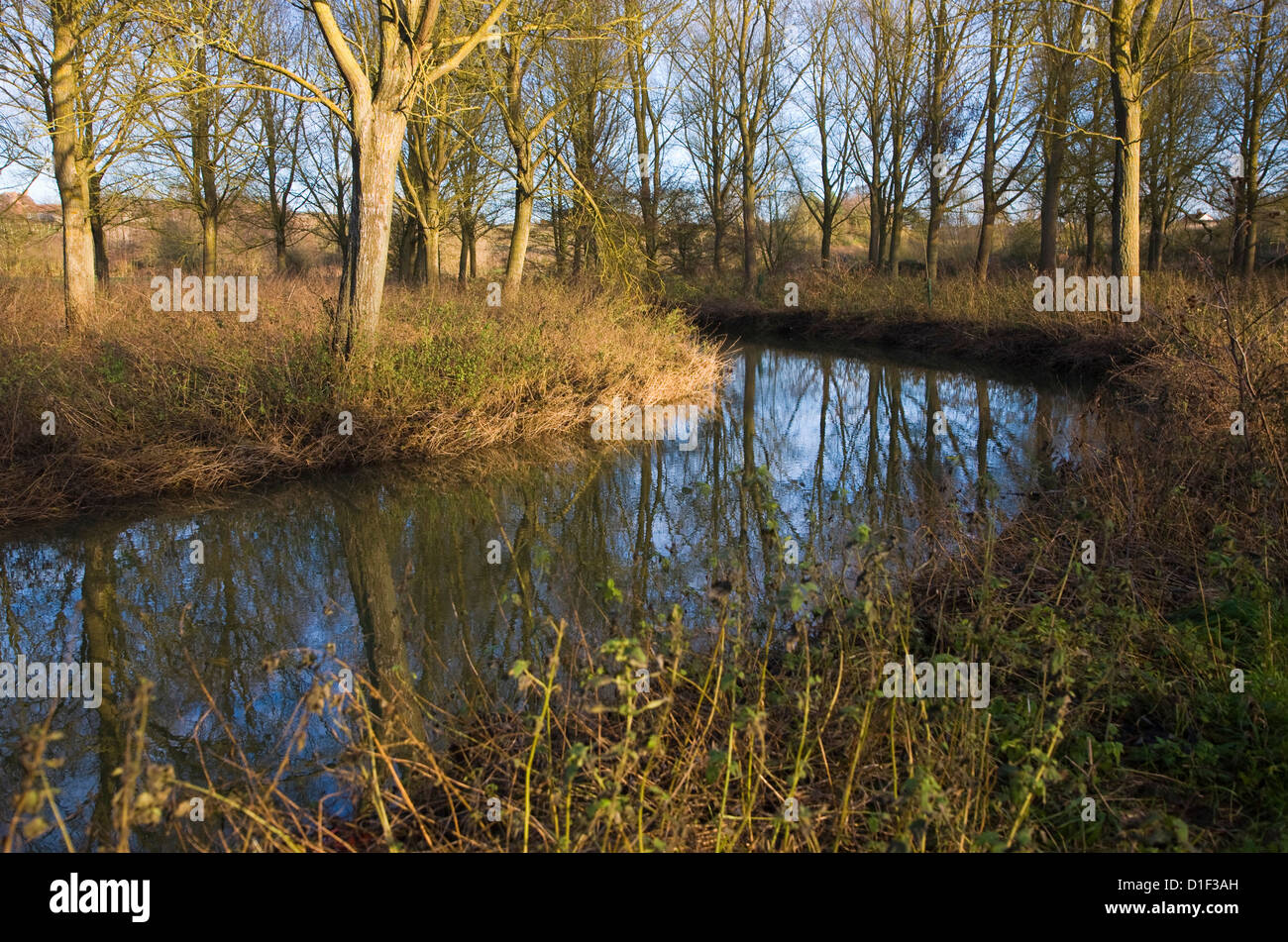 River Deben meandering through Salix alba Caerulea cricketbat willow