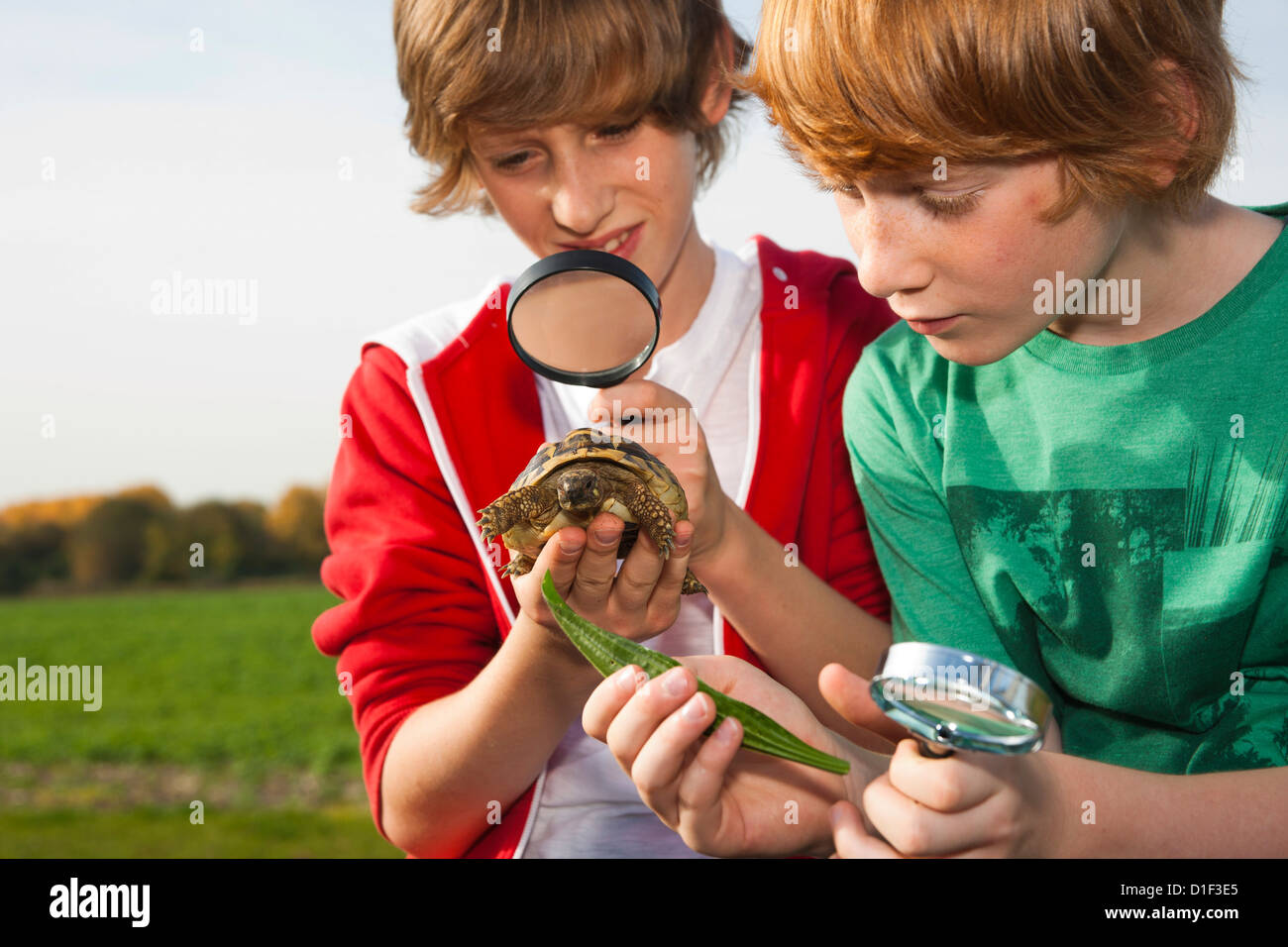 Two boys examining turtle with magnifying glass Stock Photo
