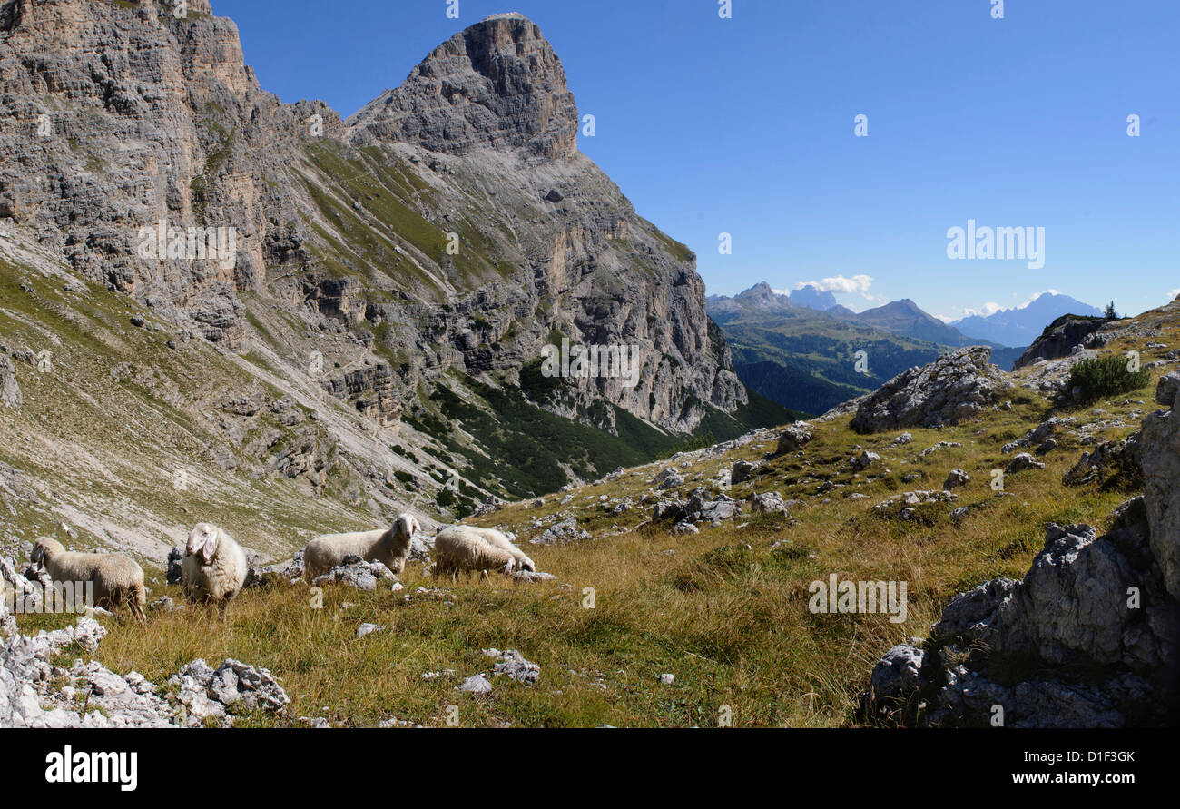Flock of sheep at the Sassongher, Dolomites, South Tyrol, Italy Stock Photo