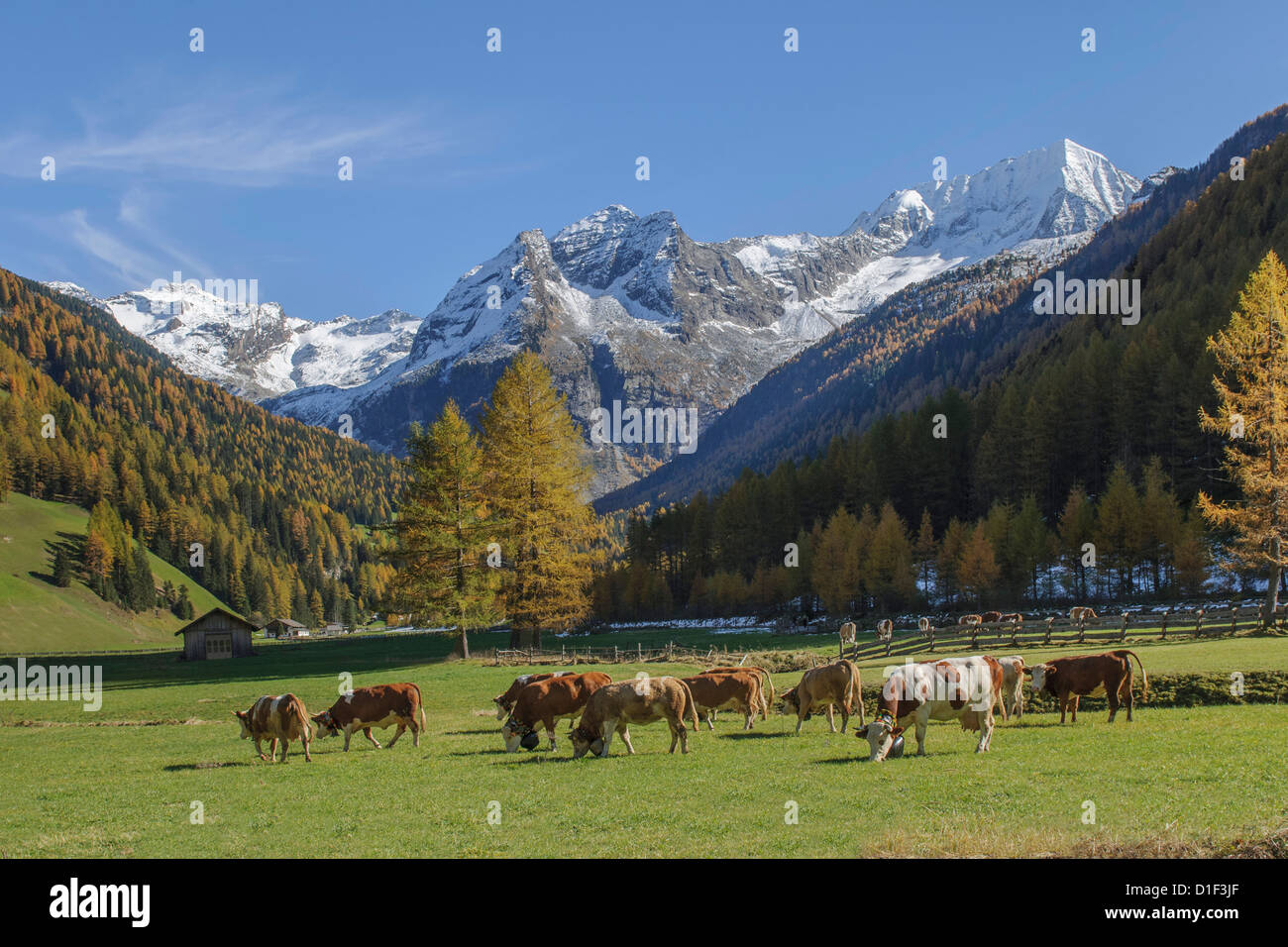 Cows on pasture, Rieserferner-Ahrn Nature Park, South Tyrol, Italy Stock Photo