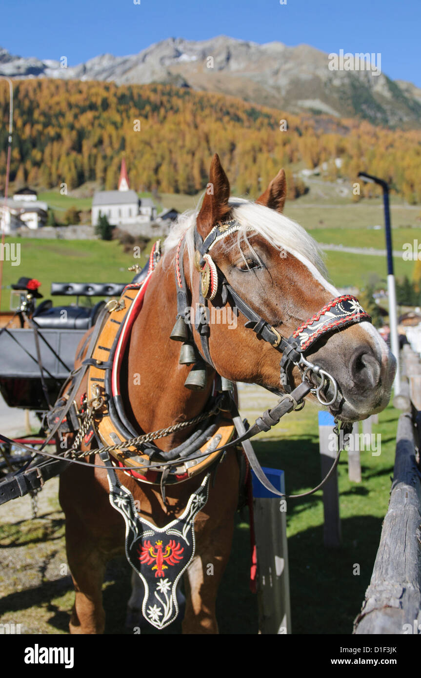 Ornate horse hi-res stock photography and images - Alamy