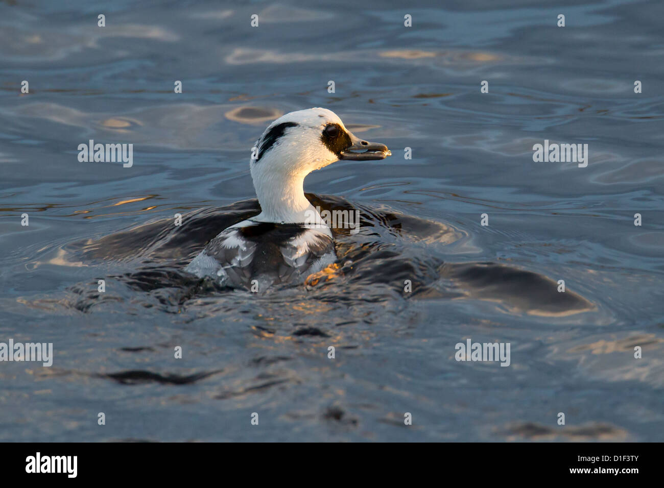 Lerwick shetland food hi-res stock photography and images - Alamy
