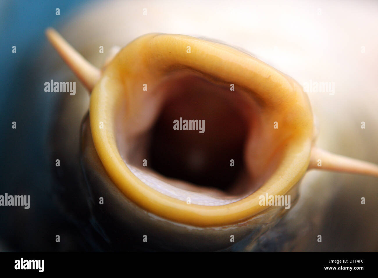 Common carp fish mouth with beard Stock Photo - Alamy