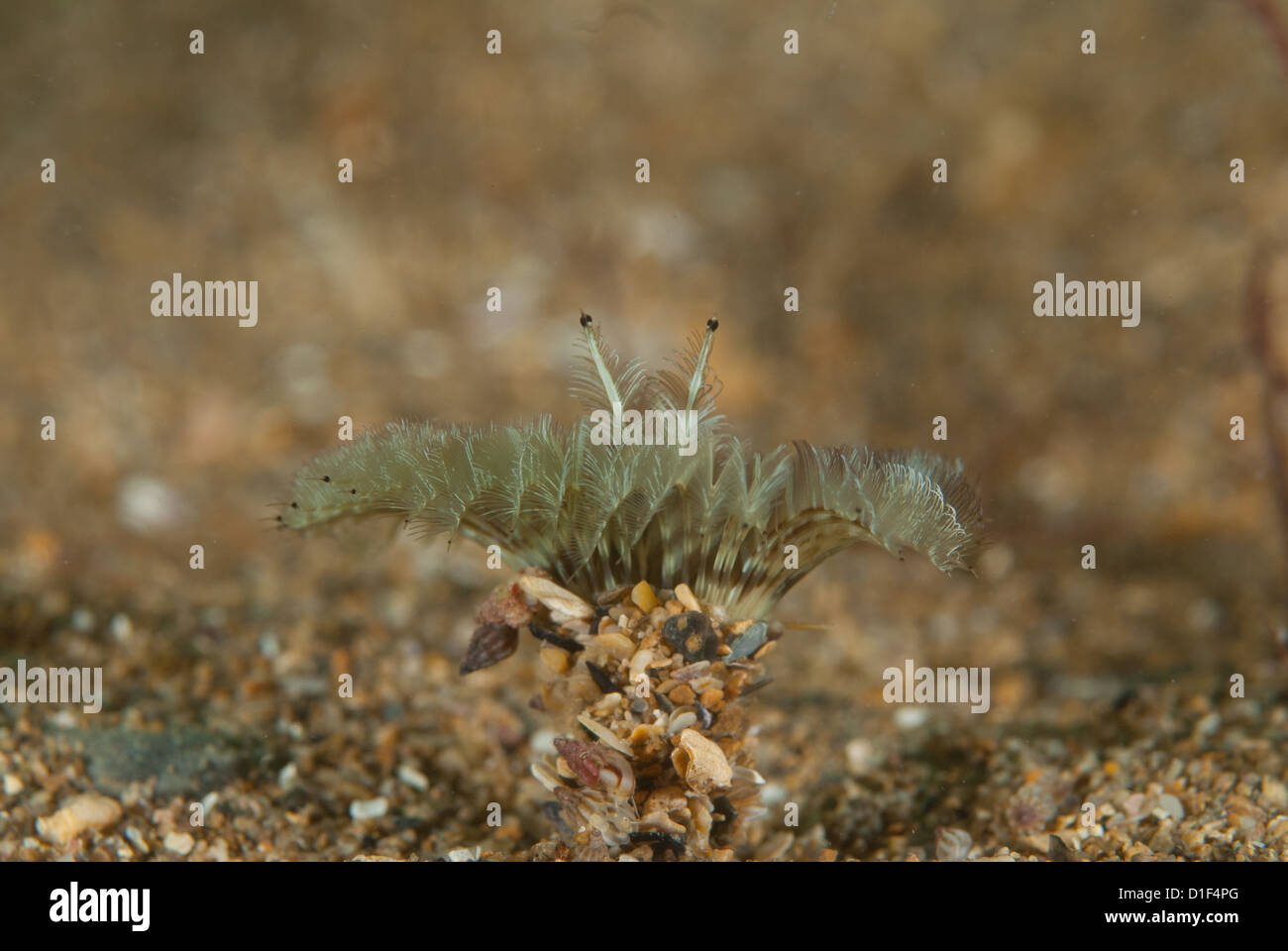 Megalomma vesiculosum Stock Photo