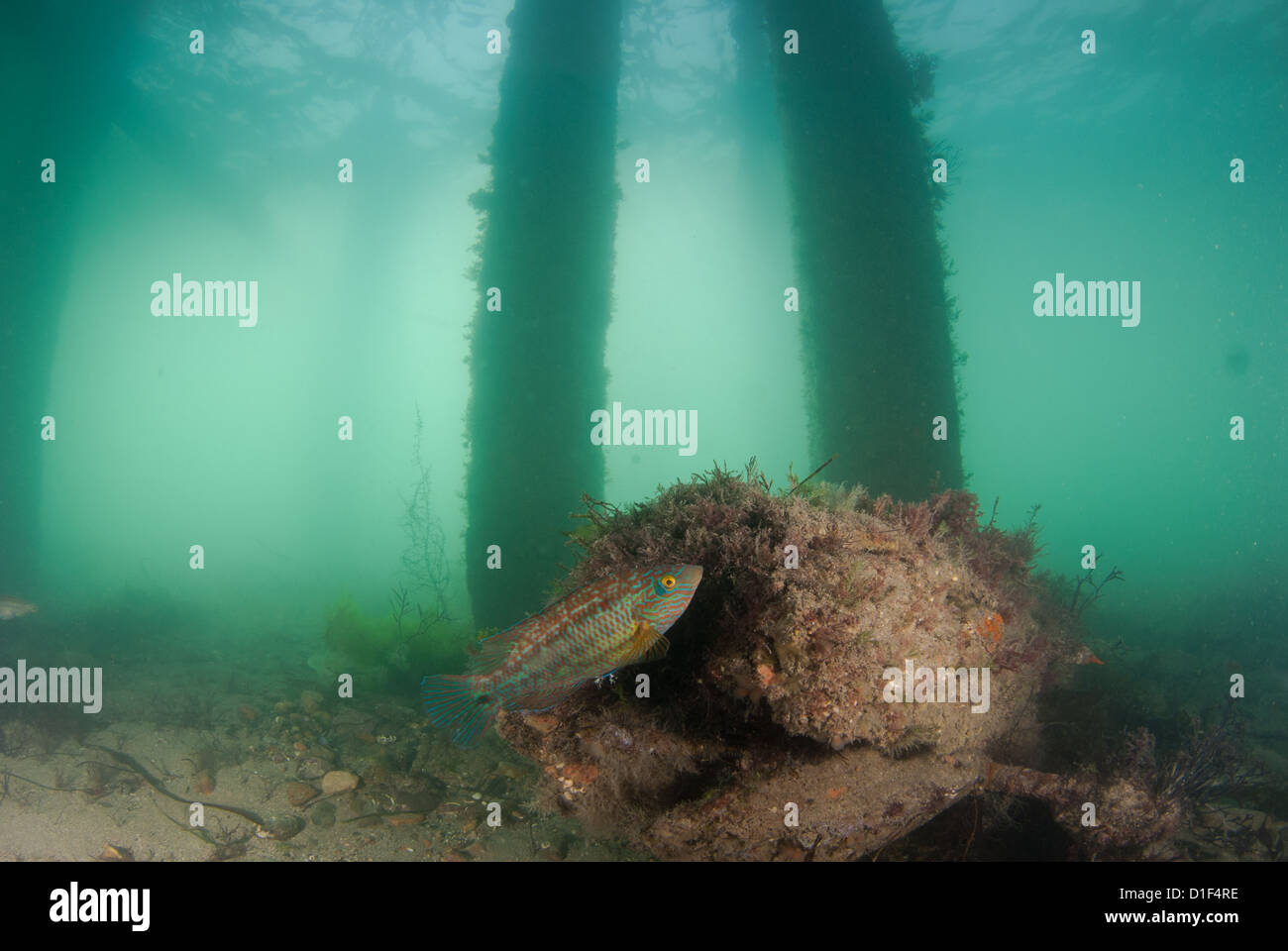 Corkwing Wrasse tends nest, Swanage Pier Dorset Stock Photo
