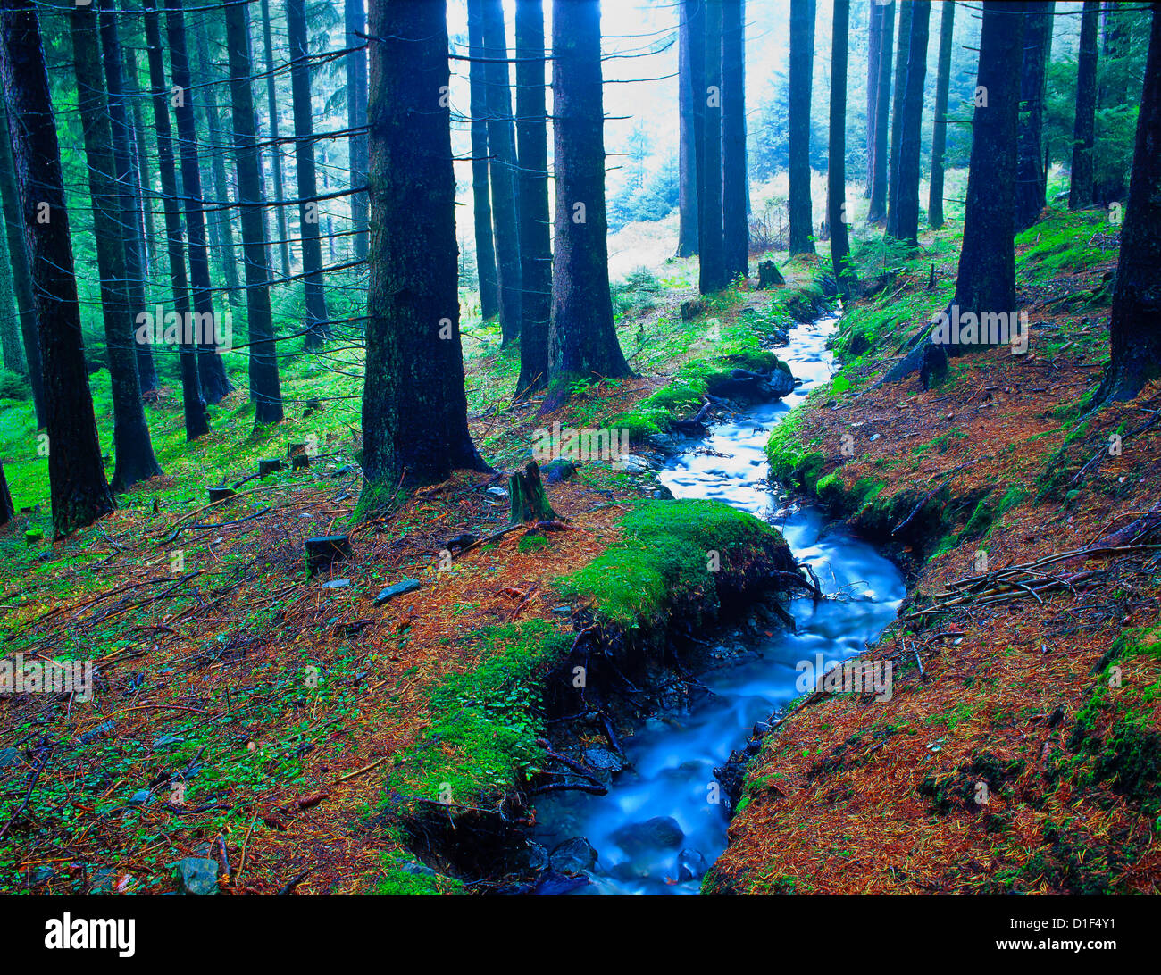 Forest eith brook, Sistrans, Tyrol, Austria Stock Photo