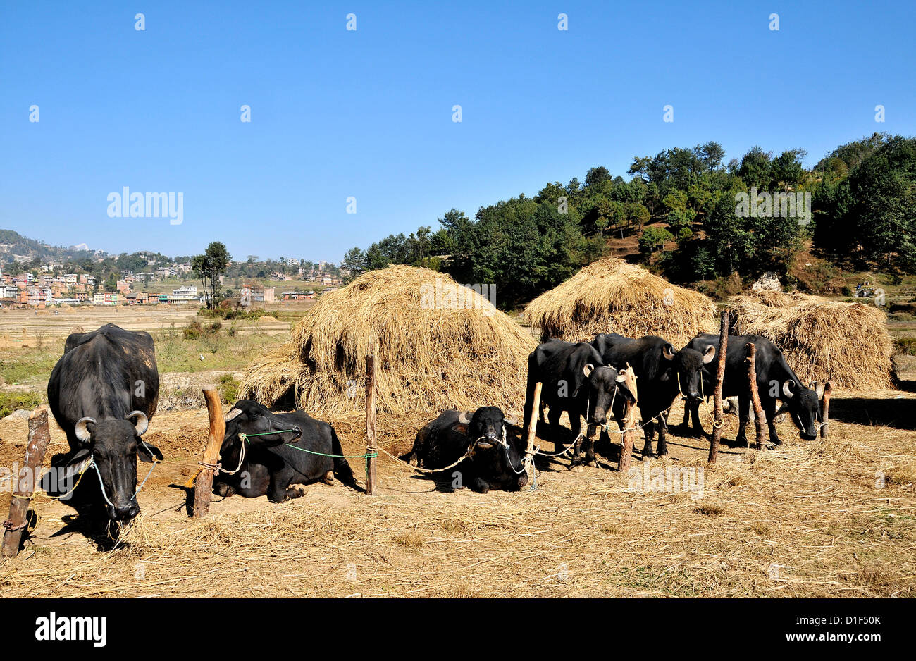 Kavrepalanchok hires stock photography and images Alamy