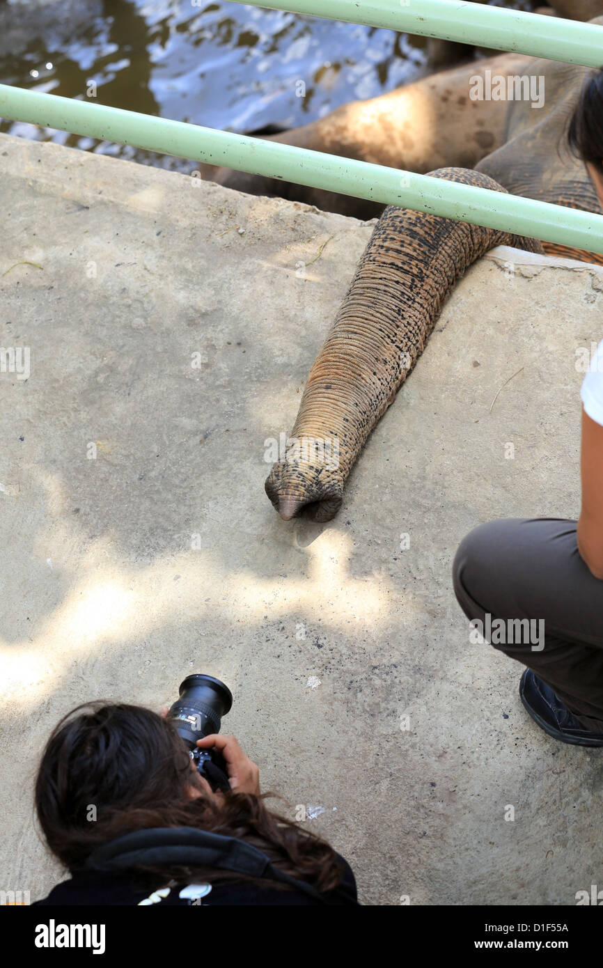 Tourist taking closeup photo of an elephant trunk at Pinnawala Elephant Orphanage. Stock Photo