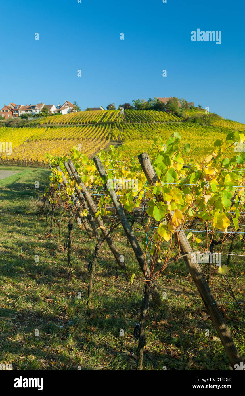 Vineyard of Zellenberg, Haut-Rhin, Alsace, France Stock Photo