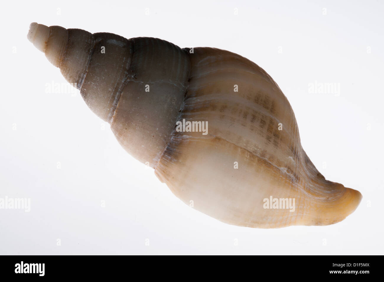 Sea Snail Shell White Background Stock Photo Alamy