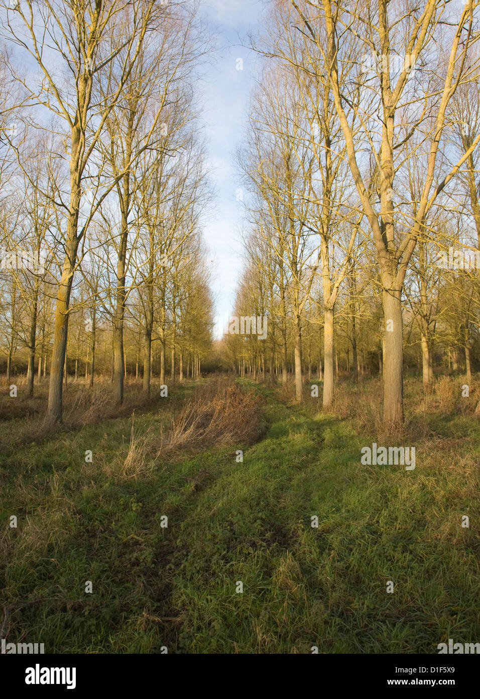 Salix alba Caerulea cricketbat willow tree plantation Campsea Ashe