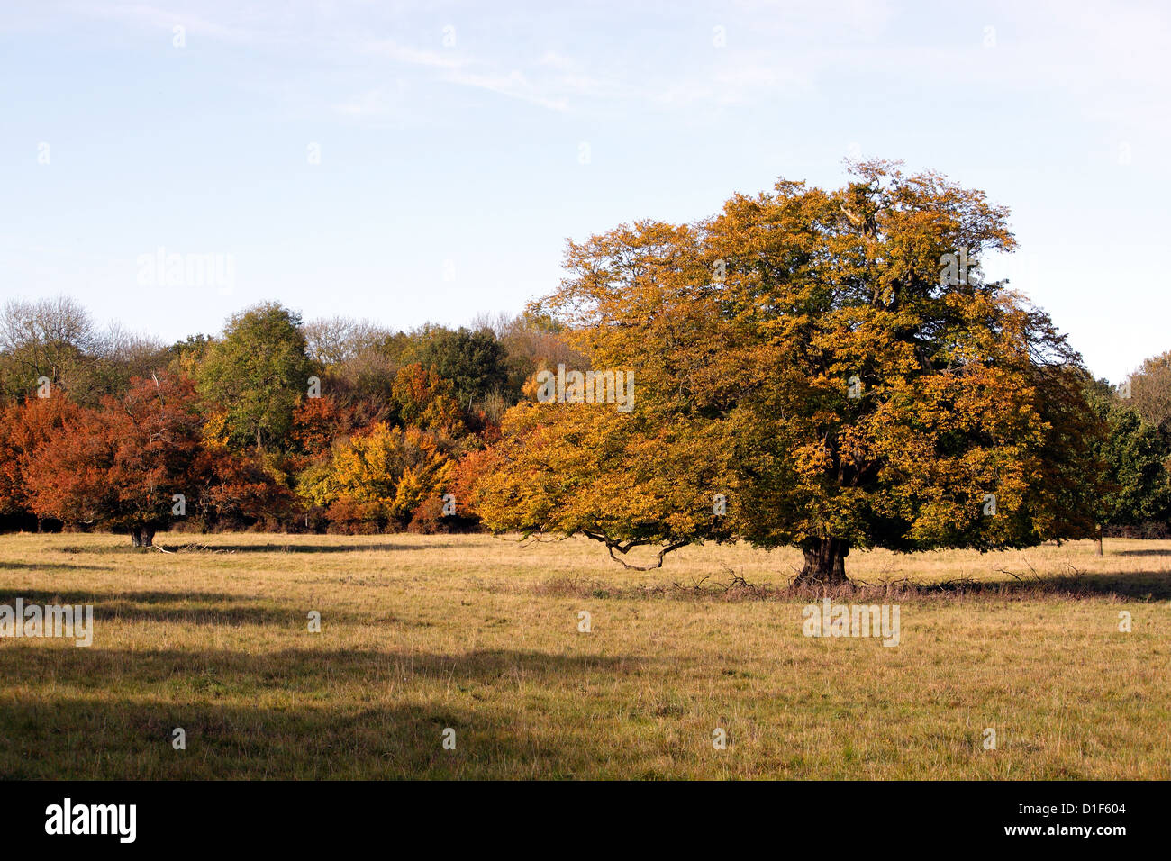 Ancient hornbeams hatfield forest essex hi-res stock photography and ...