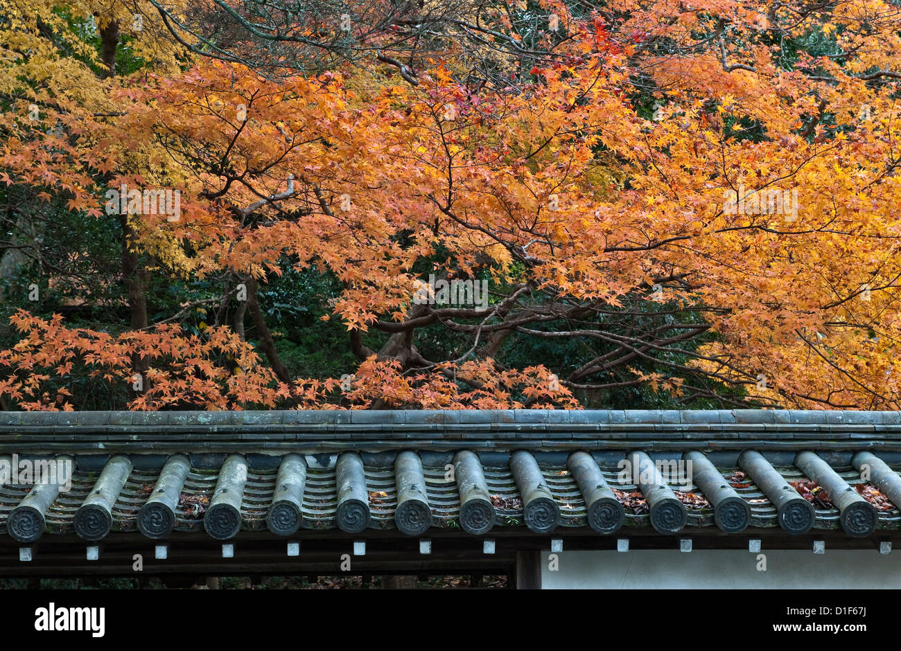 Japanese maples in their golden autumn foliage above a traditional clay tiled roof at the Buddhist temple of Nanzen-ji, Kyoto, Japan Stock Photo