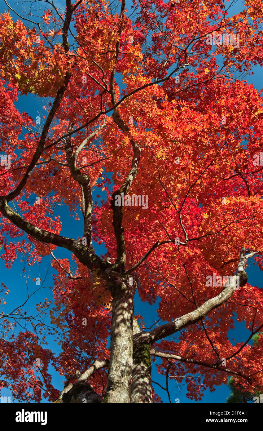 Maples Pavilion High Resolution Stock Photography and Images - Alamy