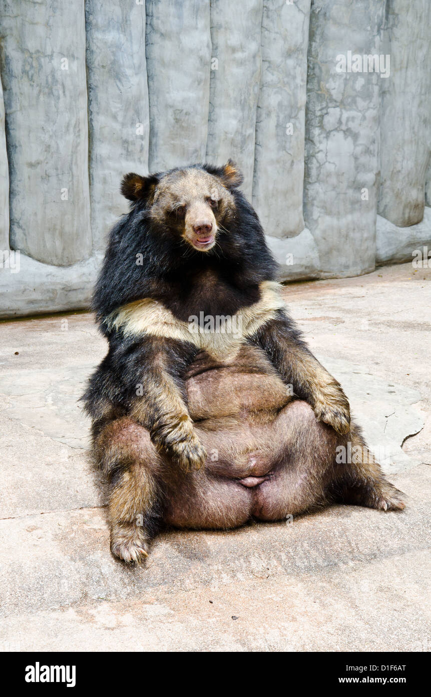 Selenarctos thibetanus, asian black bear. The scientific name Ursus thibetanus. Stock Photo