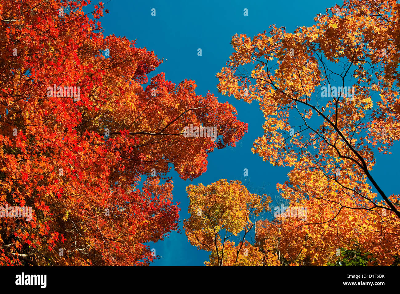 Maples Pavilion High Resolution Stock Photography and Images - Alamy