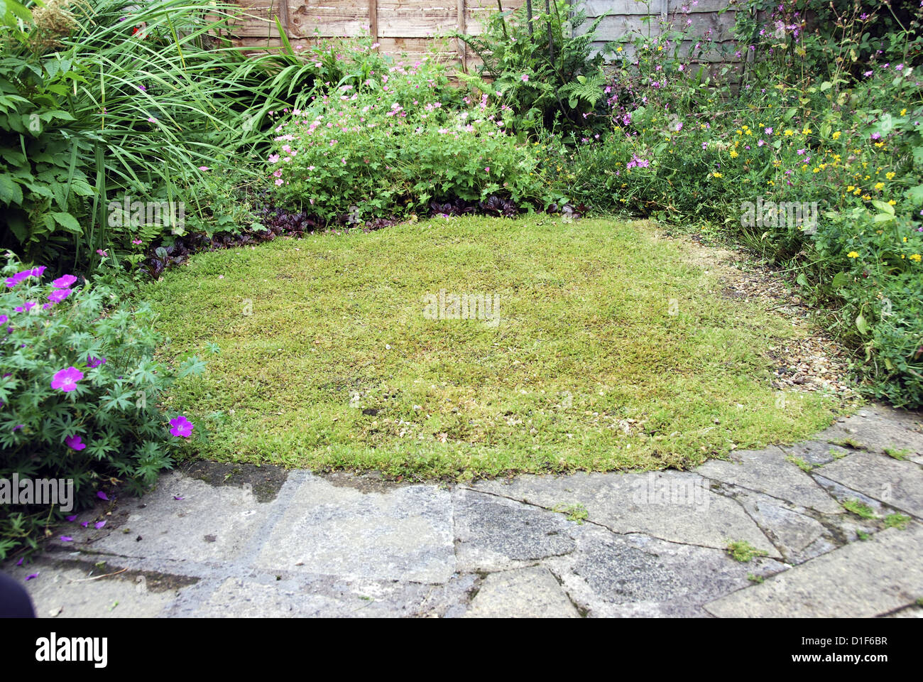 Non-grass lawn of New Zealand brass buttons, Cotula (or Leptinella) squalida or squallida. Stock Photo